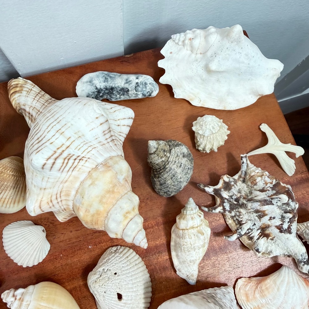 Large Assorted Sea Shell Collection Natural Conch Scallop Whelk Beach Decor Lot - Picture 8 of 16